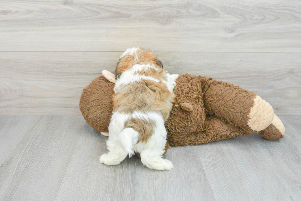 Teddy Bear Puppy for Adoption