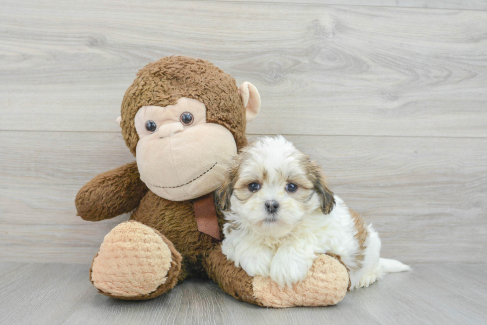 Teddy Bear Pup Being Cute