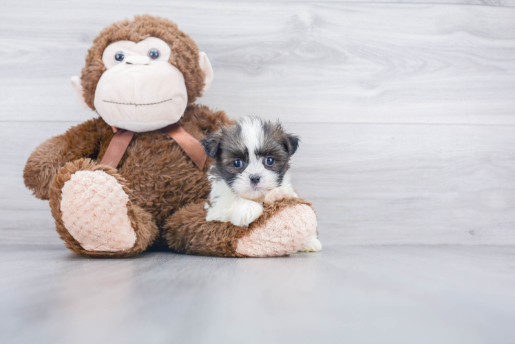 Teddy Bear Pup Being Cute