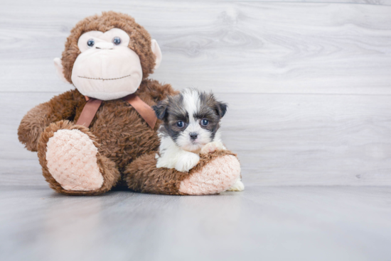 Teddy Bear Pup Being Cute