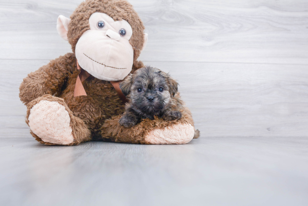 Fluffy Teddy Bear Designer Pup