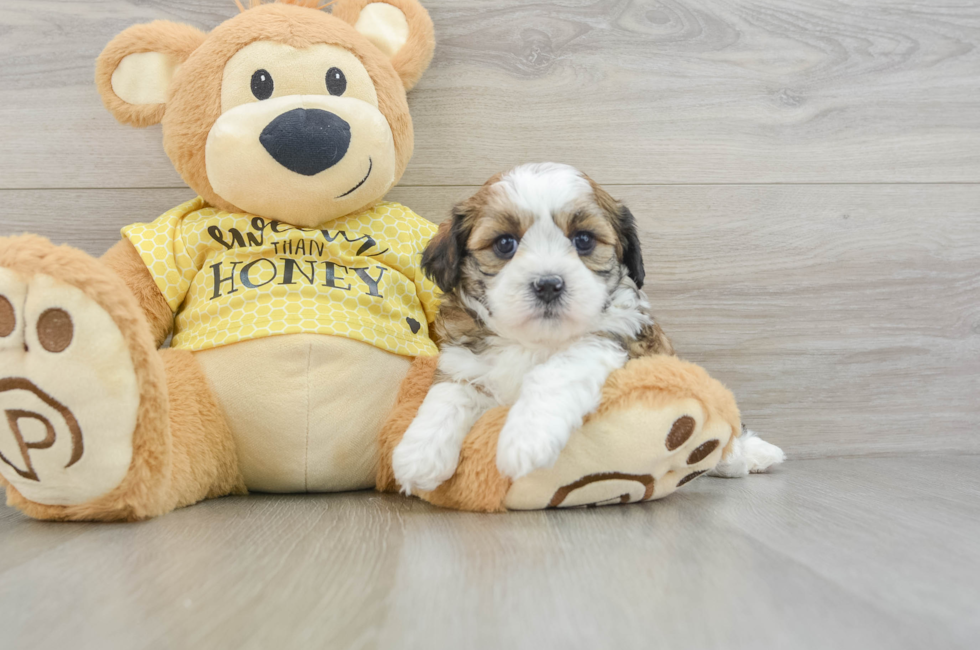 5 week old Teddy Bear Puppy For Sale - Premier Pups