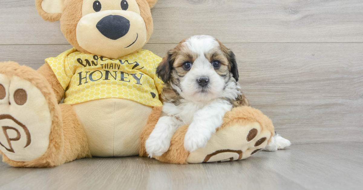 Adorable Teddy Bear Duke: 4lb 15oz Designer Puppy