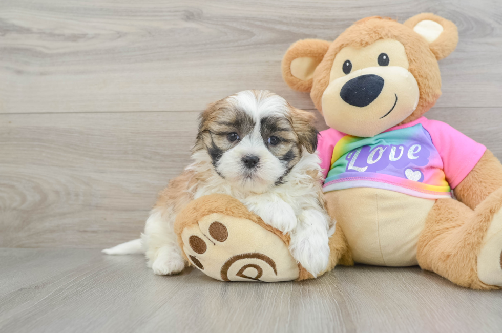 5 week old Teddy Bear Puppy For Sale - Premier Pups