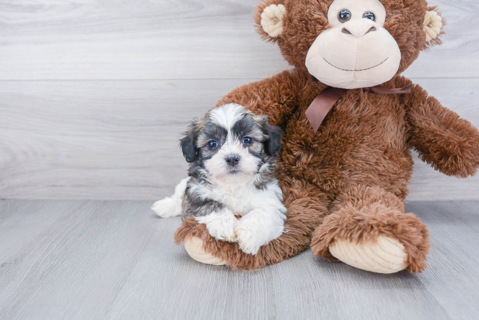 Teddy Bear Pup Being Cute