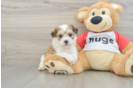 Teddy Bear Pup Being Cute