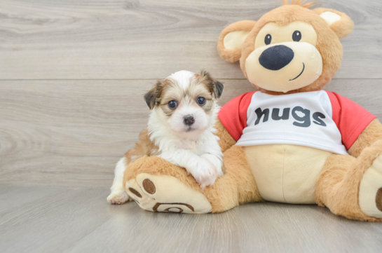 Teddy Bear Pup Being Cute