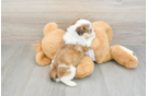 Teddy Bear Puppy for Adoption