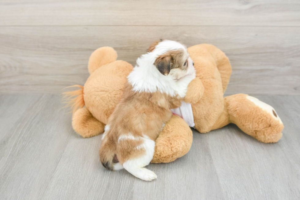 Teddy Bear Puppy for Adoption
