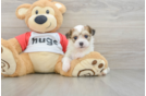 Best Teddy Bear Baby