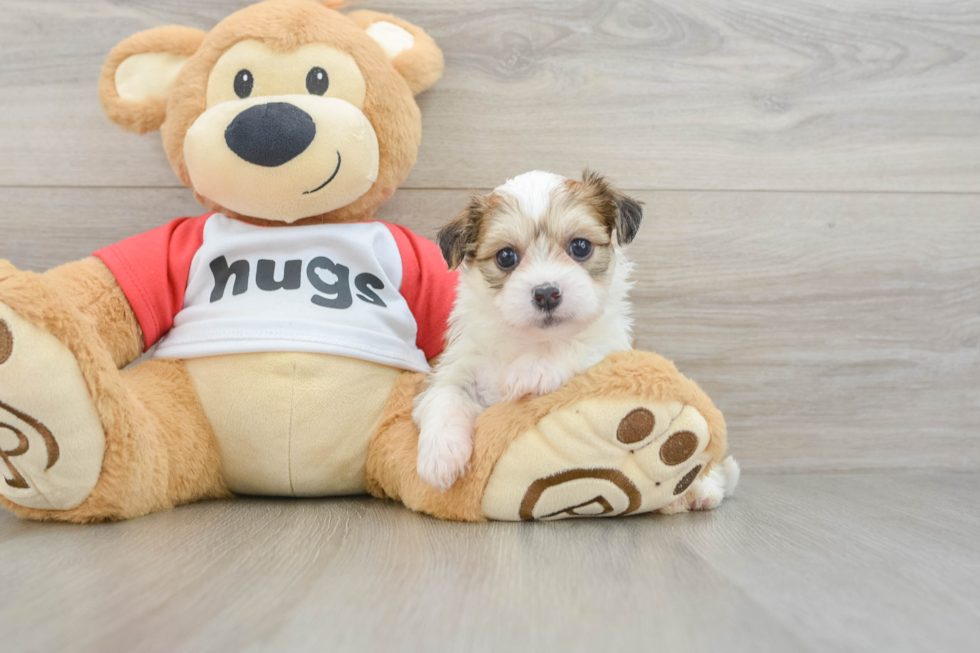 Best Teddy Bear Baby