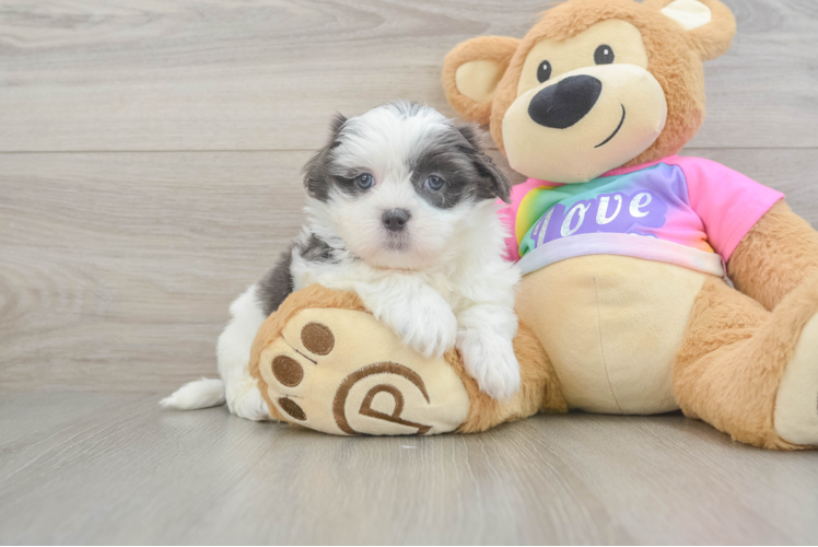 Popular Teddy Bear Designer Pup