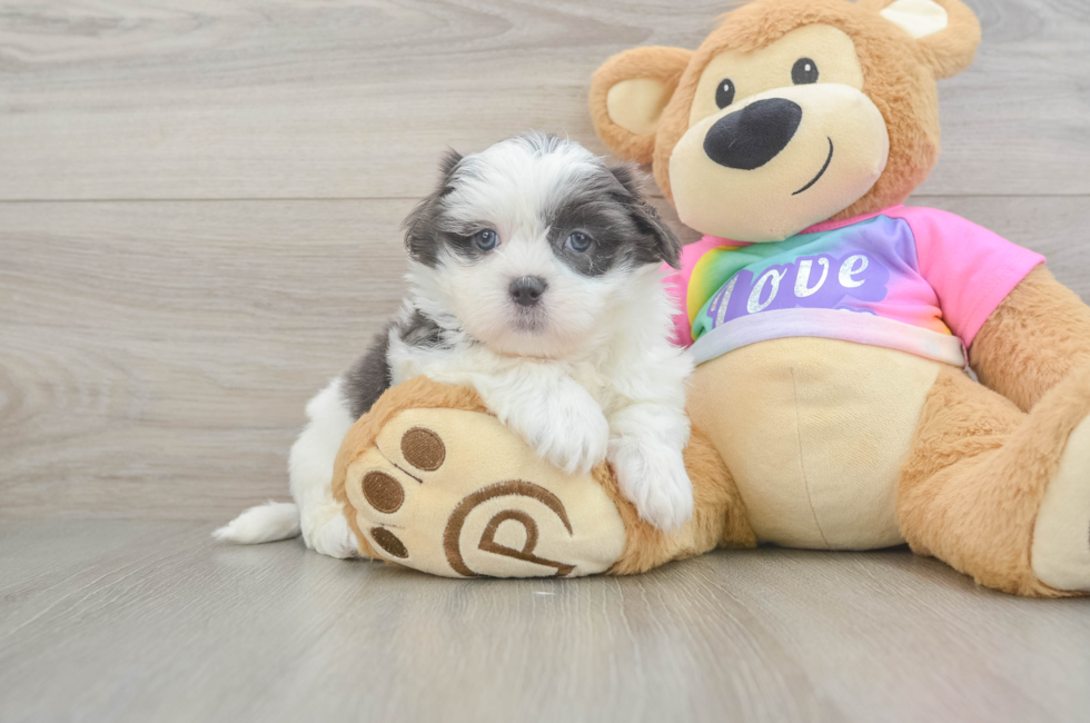 6 week old Teddy Bear Puppy For Sale - Premier Pups