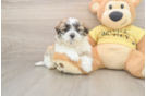 Best Teddy Bear Baby