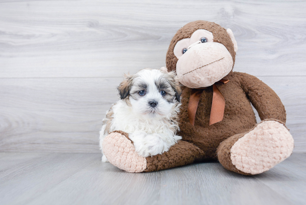 Teddy Bear Pup Being Cute