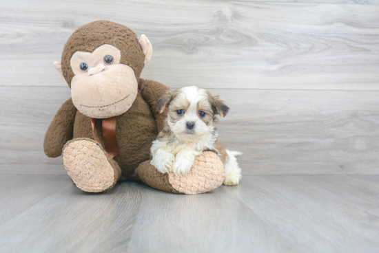 Teddy Bear Pup Being Cute