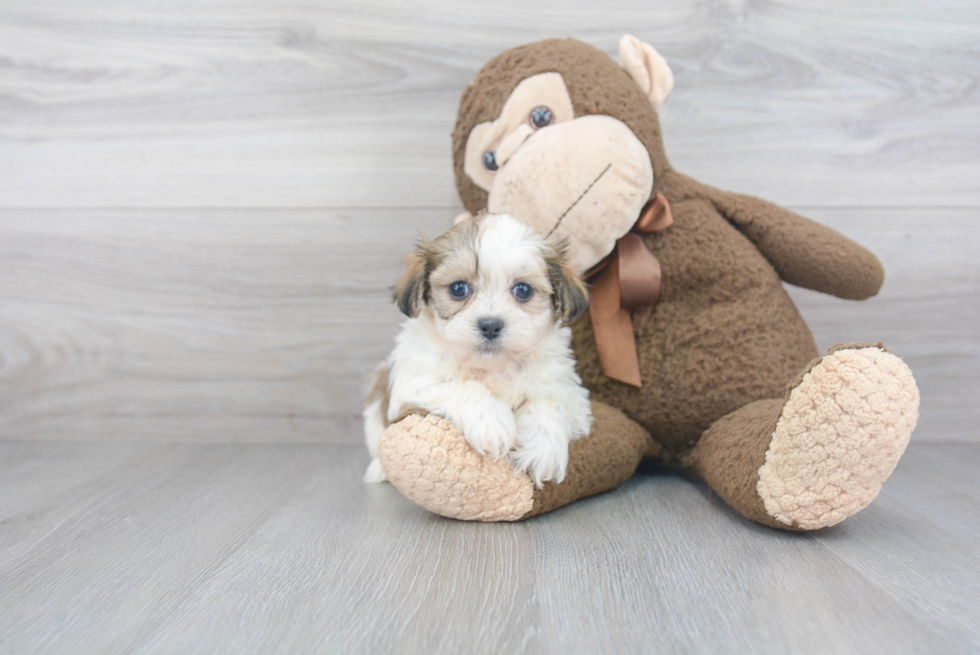 Fluffy Teddy Bear Designer Pup