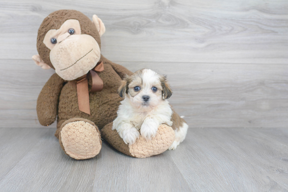 Friendly Teddy Bear Baby