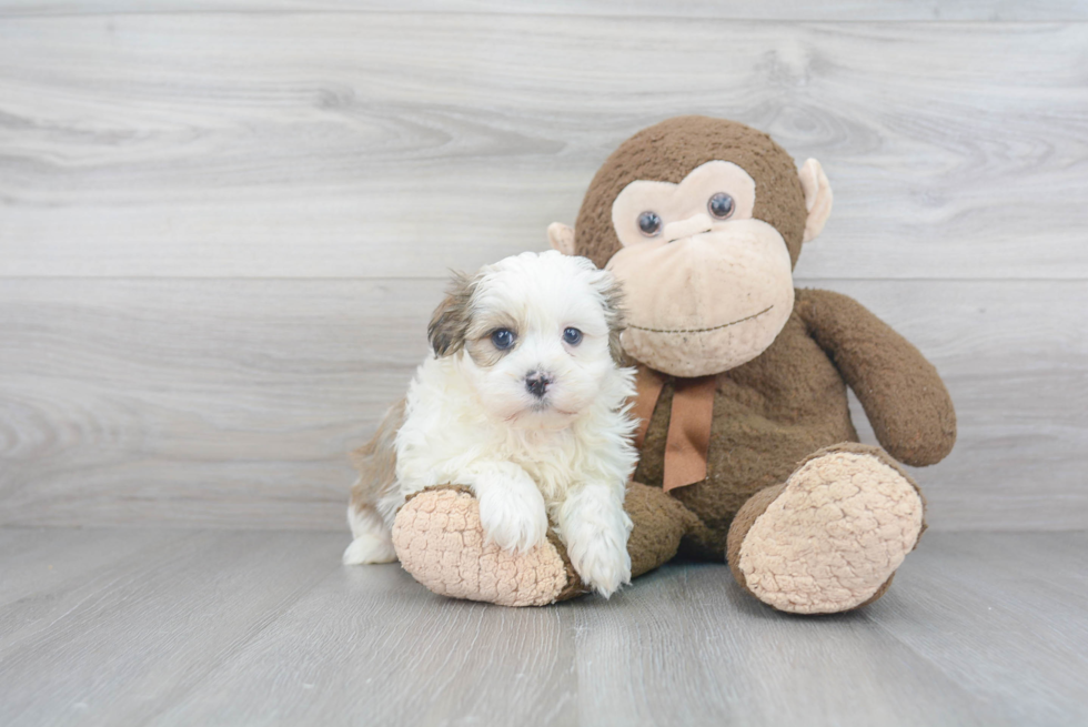 Adorable Shichon Designer Puppy