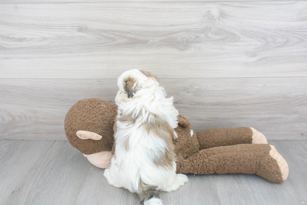 Smart Teddy Bear Designer Pup