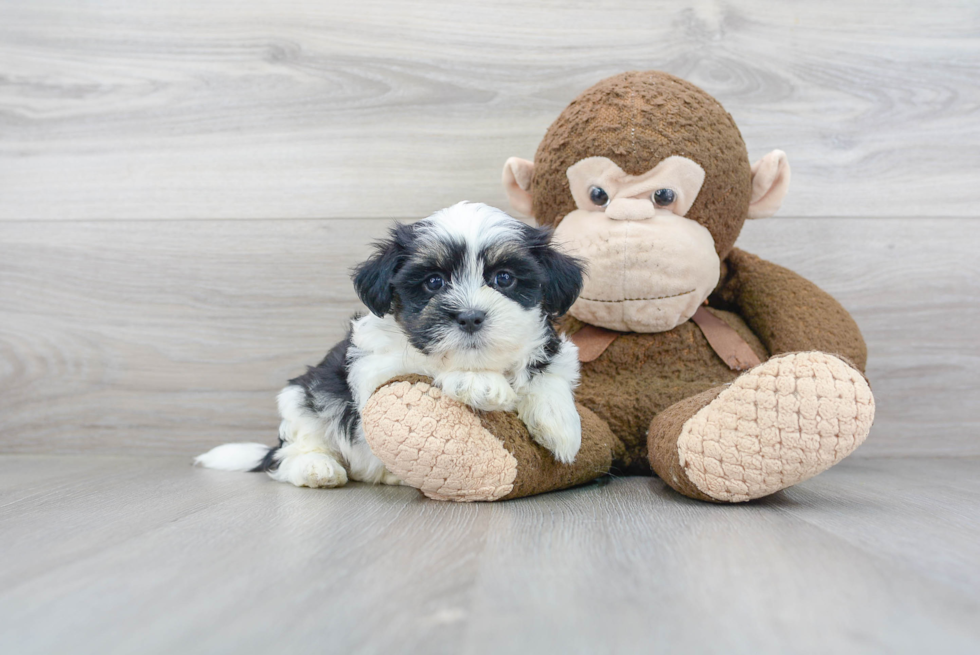 Fluffy Teddy Bear Designer Pup