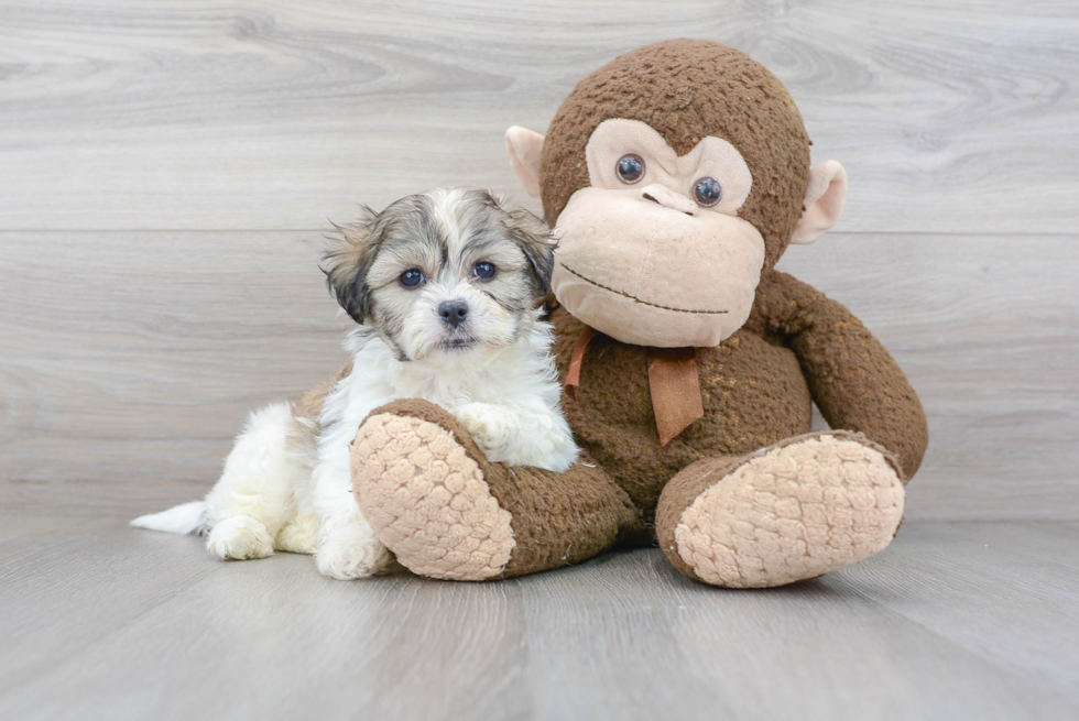 Teddy Bear Pup Being Cute