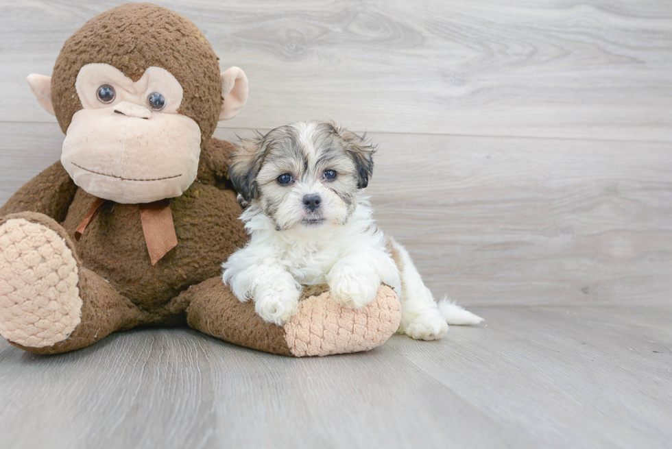 Popular Teddy Bear Designer Pup