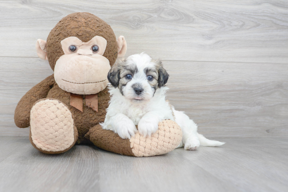 Adorable Shit Designer Puppy