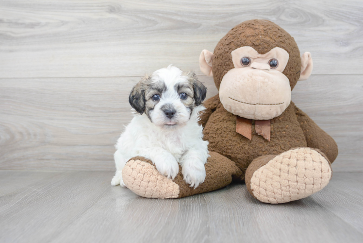 Sweet Teddy Bear Baby