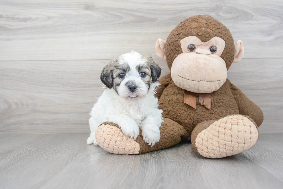Sweet Teddy Bear Baby