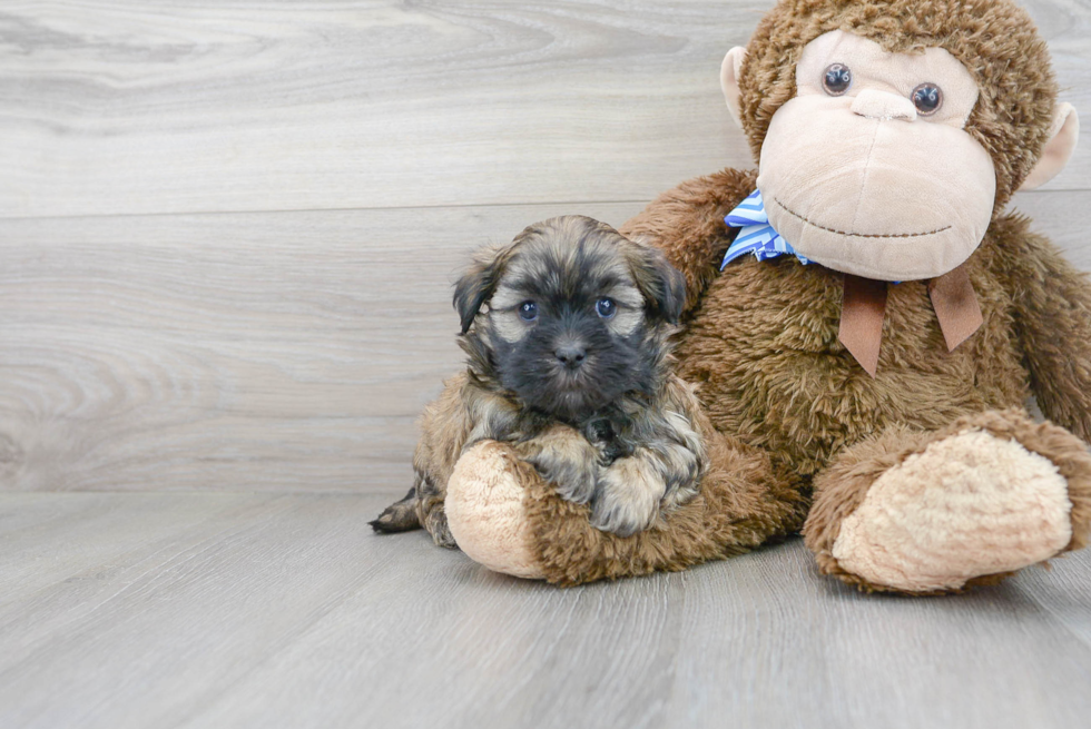 Happy Teddy Bear Baby