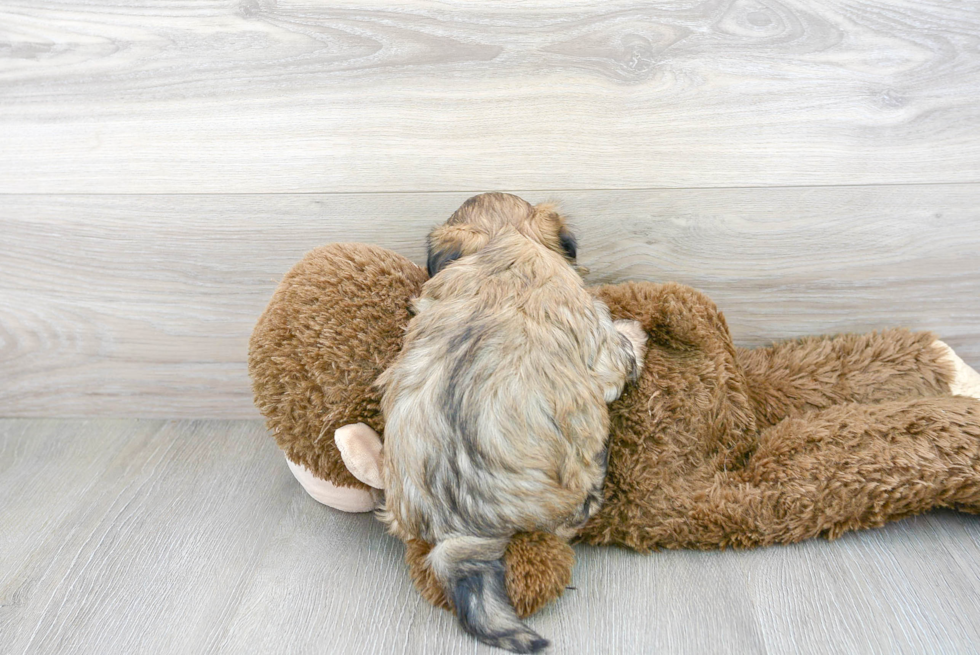 Teddy Bear Pup Being Cute