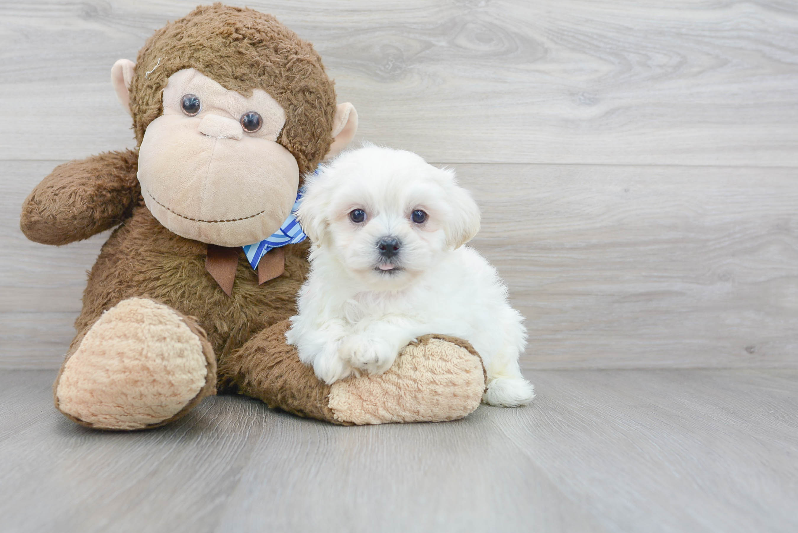 Best Teddy Bear Baby