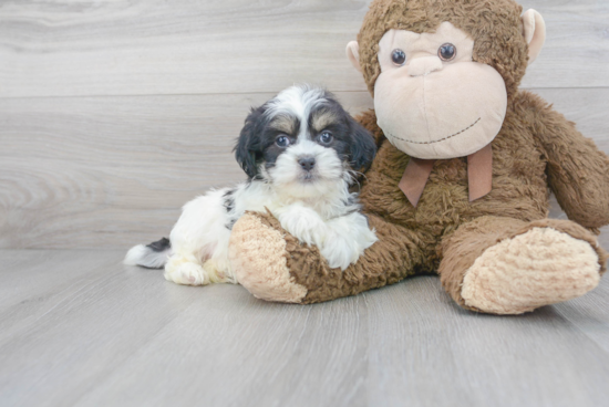 Little Shichon Designer Puppy