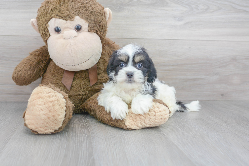 Teddy Bear Pup Being Cute