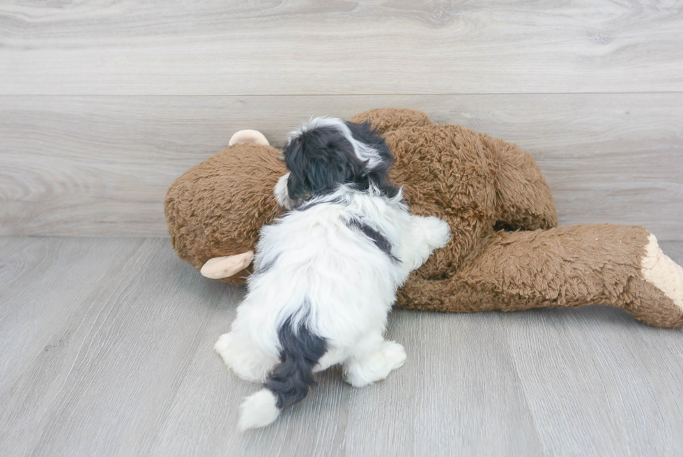 Fluffy Teddy Bear Designer Pup