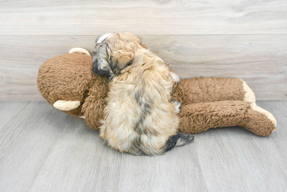 Smart Teddy Bear Designer Pup