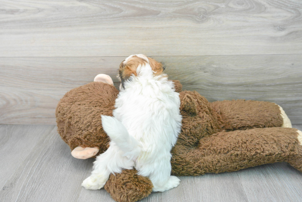 Popular Teddy Bear Designer Pup