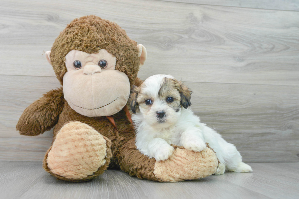 Teddy Bear Pup Being Cute