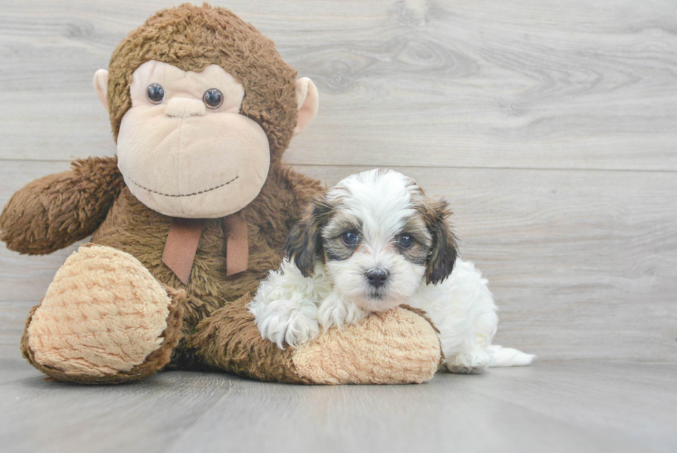 Teddy Bear Pup Being Cute