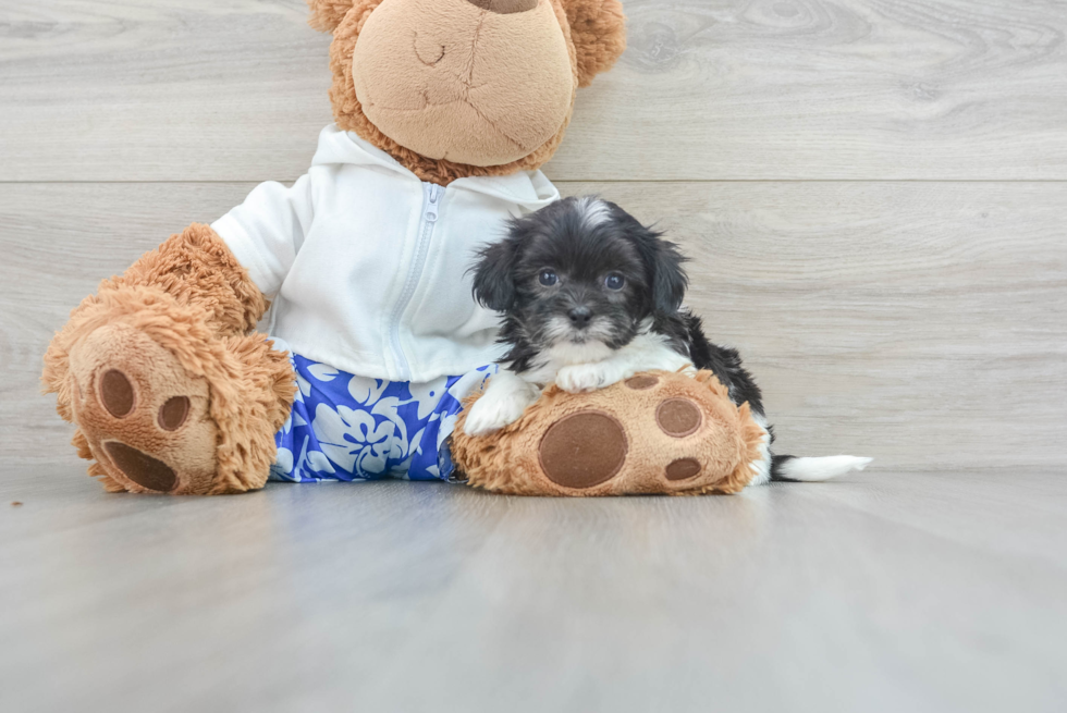 Teddy Bear Puppy for Adoption