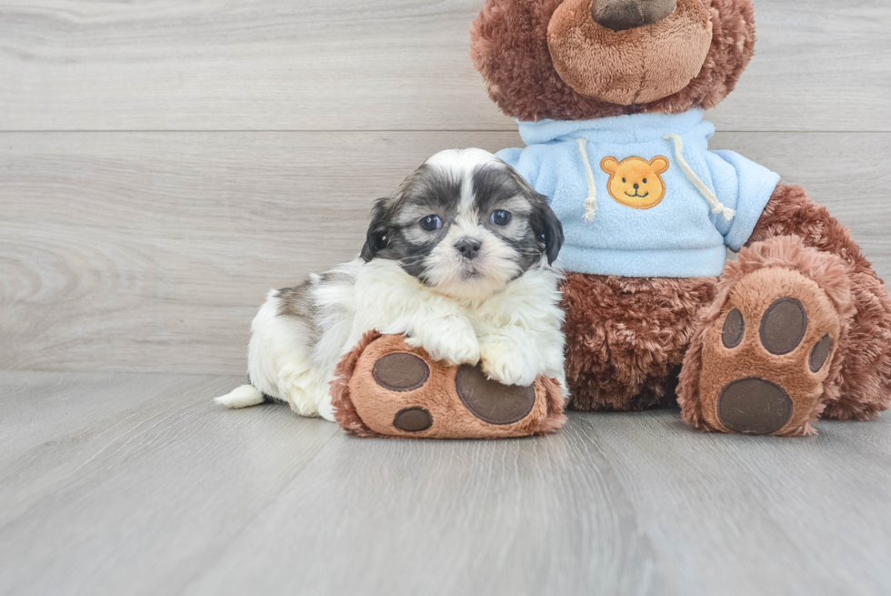 Teddy Bear Pup Being Cute