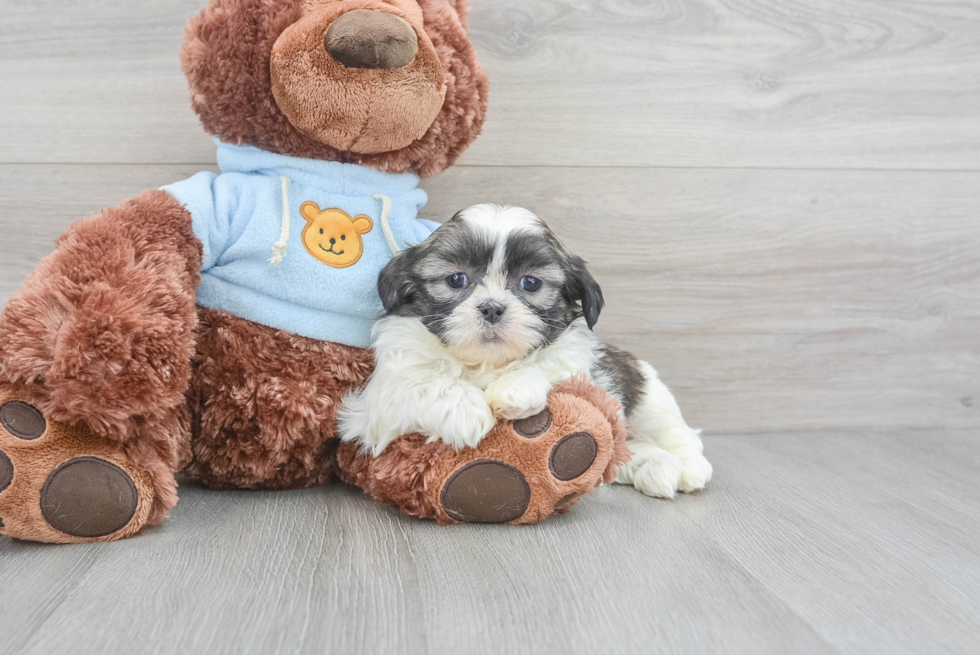 Petite Teddy Bear Designer Pup