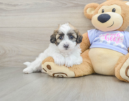 7 week old Teddy Bear Puppy For Sale - Premier Pups