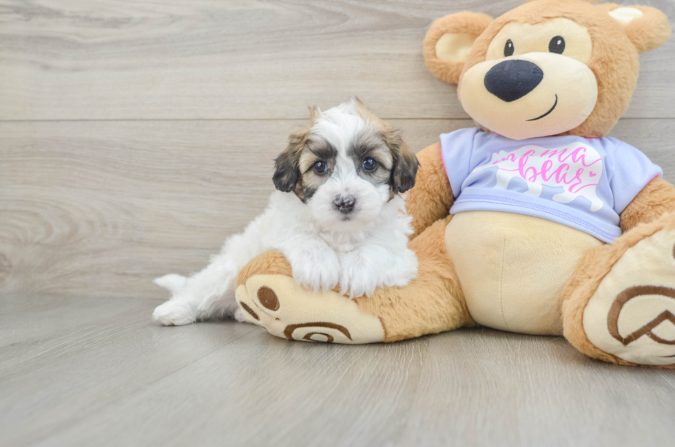 5 week old Teddy Bear Puppy For Sale - Premier Pups