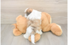 Best Teddy Bear Baby