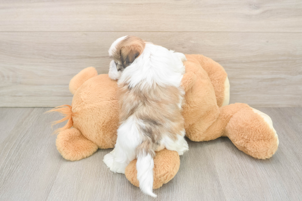 Best Teddy Bear Baby