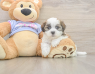5 week old Teddy Bear Puppy For Sale - Premier Pups
