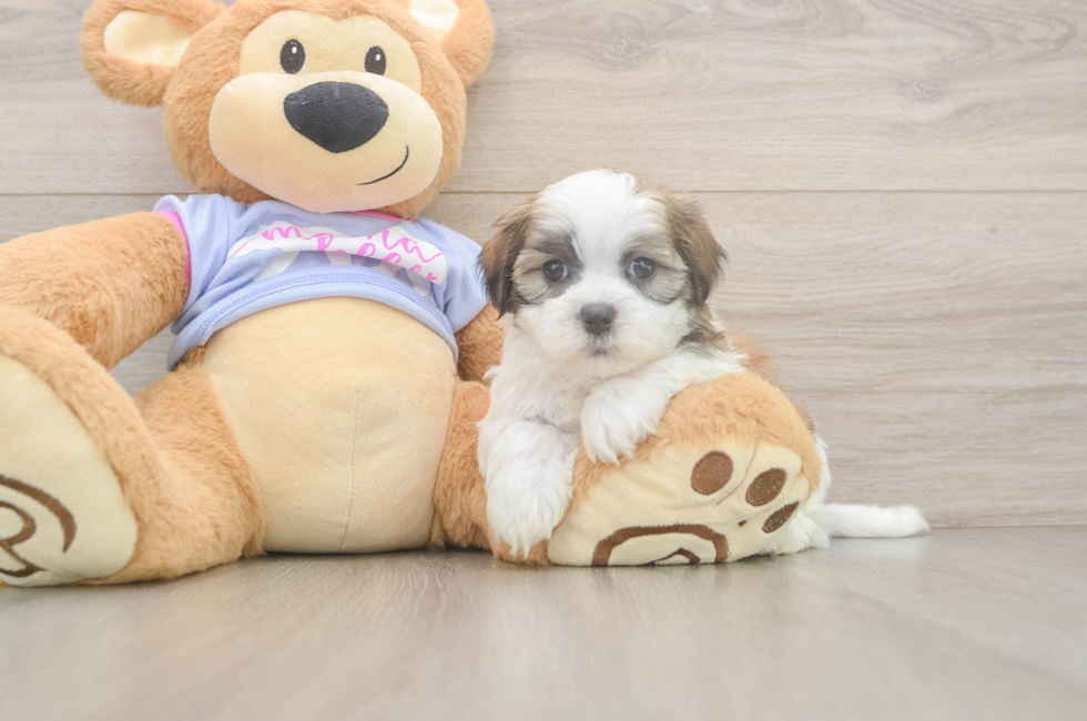 5 week old Teddy Bear Puppy For Sale - Premier Pups