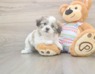 9 week old Teddy Bear Puppy For Sale - Premier Pups